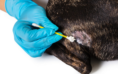 兽医治疗狗的皮肤病