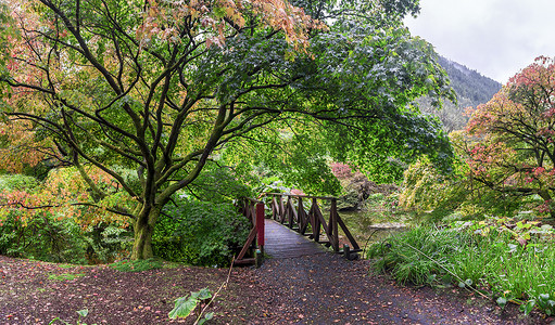 苏格兰本莫尔植物园秋季风景优美的池塘附近的一座小桥