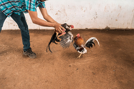 尼加拉瓜莱昂农村地区，一位面目全非的斗鸡饲养员正在将两只斗鸡放在竞技场上进行战斗。