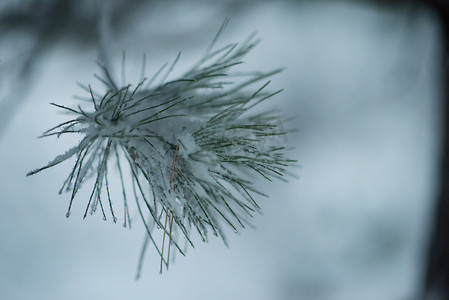 圣诞常青松树覆盖着新鲜的雪