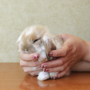 可爱的垂耳兔宝宝