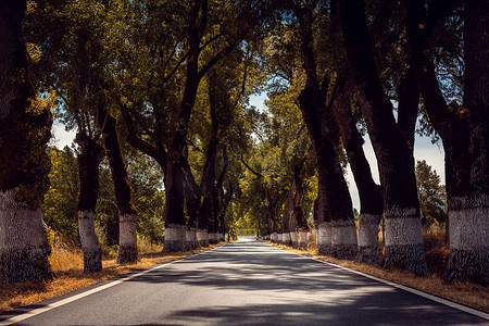 葡萄牙阿连特茹乡村有老树的大道