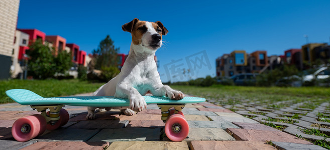 杰克罗素梗犬在炎热的夏日在户外骑滑板。