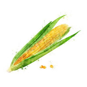 白色背景上的玉米。