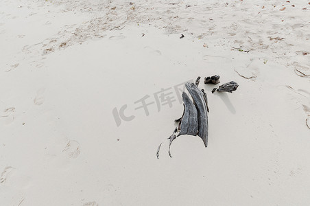 灰色沙滩摄影照片_沙滩上抽象模具木头的特写