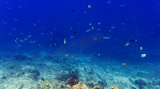 珊瑚礁和鱼在热带海洋水下