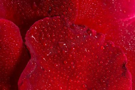 水滴宏观背景在红色玫瑰花瓣上。