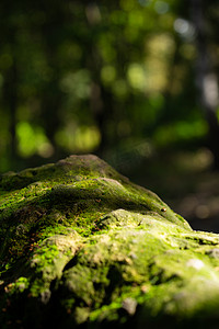 森林里覆盖着绿色青苔的石头