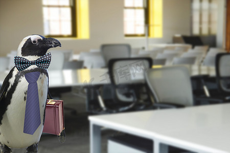 有趣的商业或学校老师概念：企鹅穿着领带，戴着手提箱站在办公室或教室里