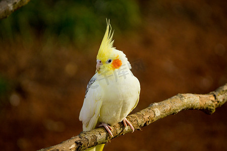 黄灰色鹦鹉玄凤鹦鹉坐在树枝上。
