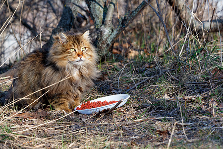 耳朵暖摄影照片_一只美丽的毛茸茸的猫准备在春天的公园里在阳光下取暖，在户外用餐。