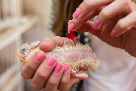 鸟类饲养员摄影照片_给小鸽子戴上鸟丝带的女人