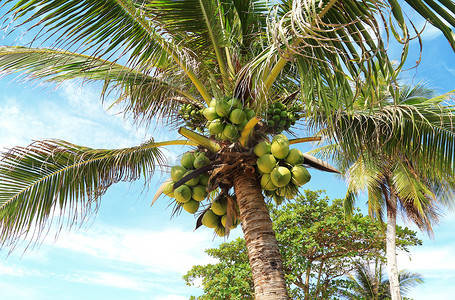 树上的新鲜年轻椰子