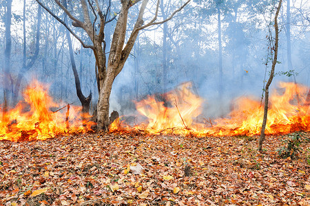 泰国热带森林里的野火