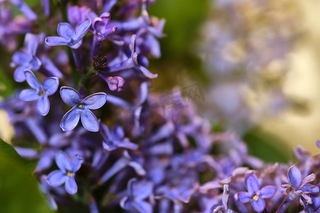 黑色背景颜色上的丁香花宏