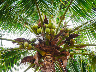 夏天椰子树摄影照片_美丽的椰子树