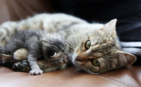 猫妈妈和她的小猫