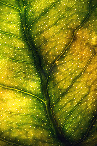 绿色黄色叶子的抽象宏观特写