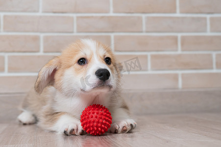 彭布罗克柯基犬小狗在玩红球。