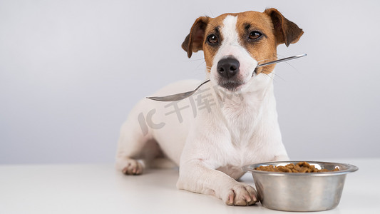 狗狗吃东西摄影照片_杰克罗素梗犬躺在一碗干粮旁边，嘴里衔着一把勺子，背景是白色的。