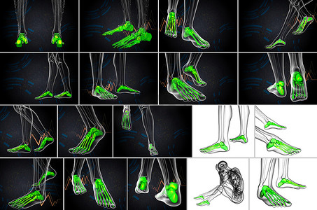脚骨的 3D 渲染医学插图
