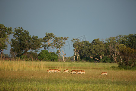非洲博茨瓦纳大草原上的野生黑斑羚羚羊