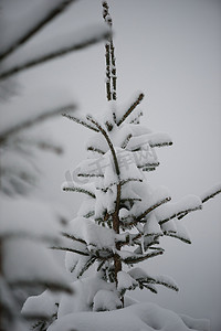 圣诞常青松树覆盖着新鲜的雪