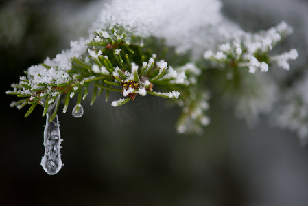 圣诞常青松树覆盖着新鲜的雪