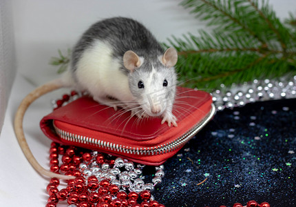 新年海报鼠摄影照片_新年快乐 2020 年新年的象征 — 白色或金属银鼠。