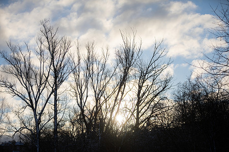 初摄影照片_初升的太阳的光芒和古老高大的树木的轮廓。