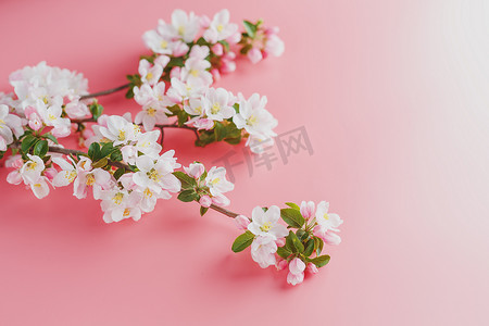 樱花，粉红色背景上的春天花朵，有问候的空间。