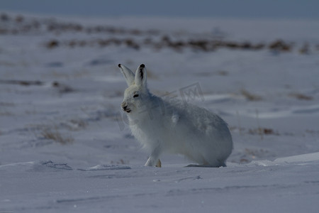 北极兔坐在雪地里准备跳跃