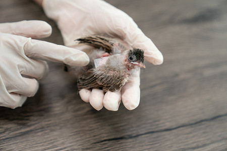 兽医在被猫袭击和受伤后，双手戴着手术手套，抱着小鸟。