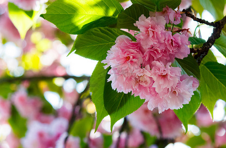 树枝间的粉色樱花花