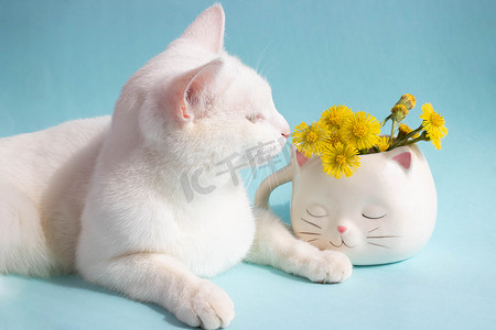 继母摄影照片_蓝色背景的白色猫形杯子里有一只白色的猫和母亲和继母的花朵。