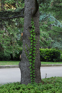 树干上的编织植物栖息在一只蜥蜴身上