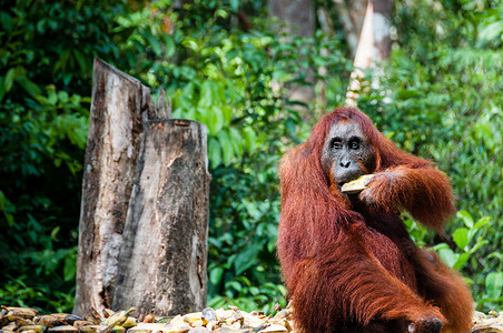 苏门答腊猩猩摄影照片_印度尼西亚婆罗洲的红毛猩猩雌性与香蕉