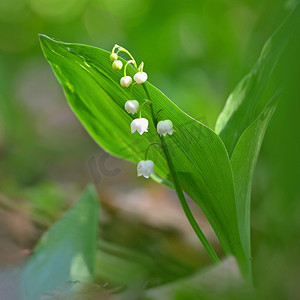 春天摄影照片_春天的绿色背景与森林中的自然。