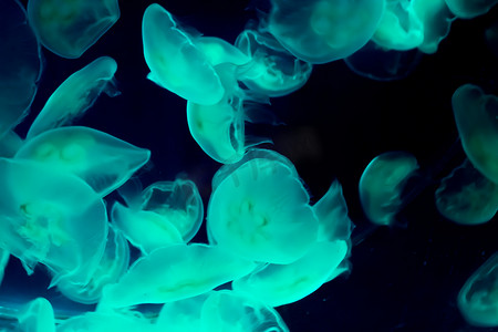 亮色光摄影照片_一群普通月亮水母在黑海中游泳并发出蓝绿色光的令人惊叹的海洋生物背景