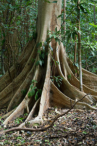 巨大的树木由根部支撑 Tangkoko 公园