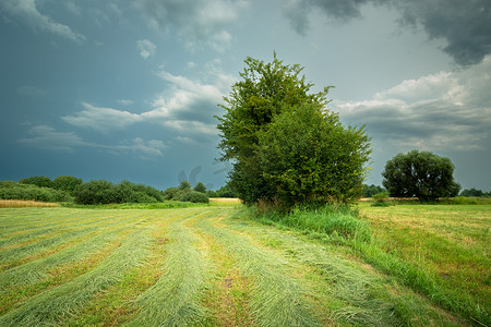 下雨农村风景摄影照片_一片修剪过的草地，有灌木和多云的天空