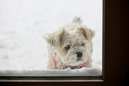 积雪覆盖的狗等待进来