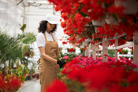 女花匠在温室里布置花盆