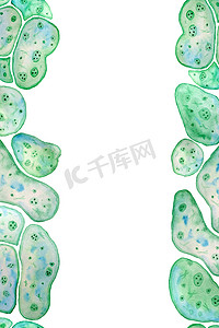 大屏边框素材摄影照片_单细胞绿蓝藻小球藻螺旋藻的无缝垂直边框与大细胞单细胞与脂质杂草滴。