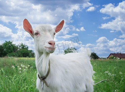 动物绿色摄影照片_村庄绿色草地上特写白山羊放牧