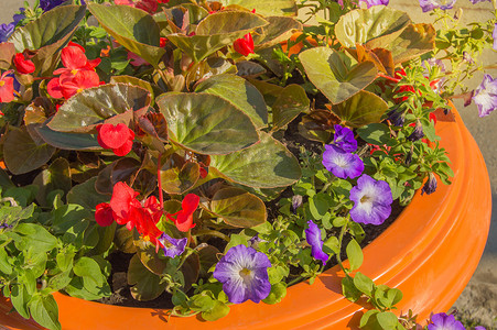 花盆、公园和阳光明媚的花园里的彩色花朵