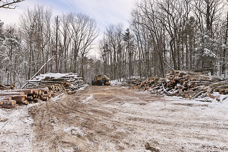 带有新鲜收获和堆积的原木的原木或伐木集材机