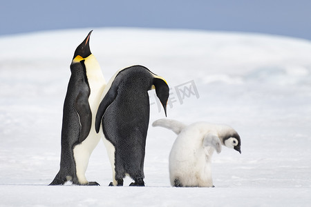 两只帝企鹅和小鸡在雪山