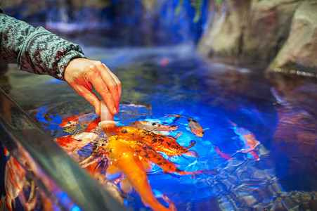 中式锦鲤摄影照片_在水族馆喂鱼