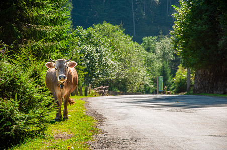 一头项圈上挂着铃铛的棕色山牛从牧场走在路边